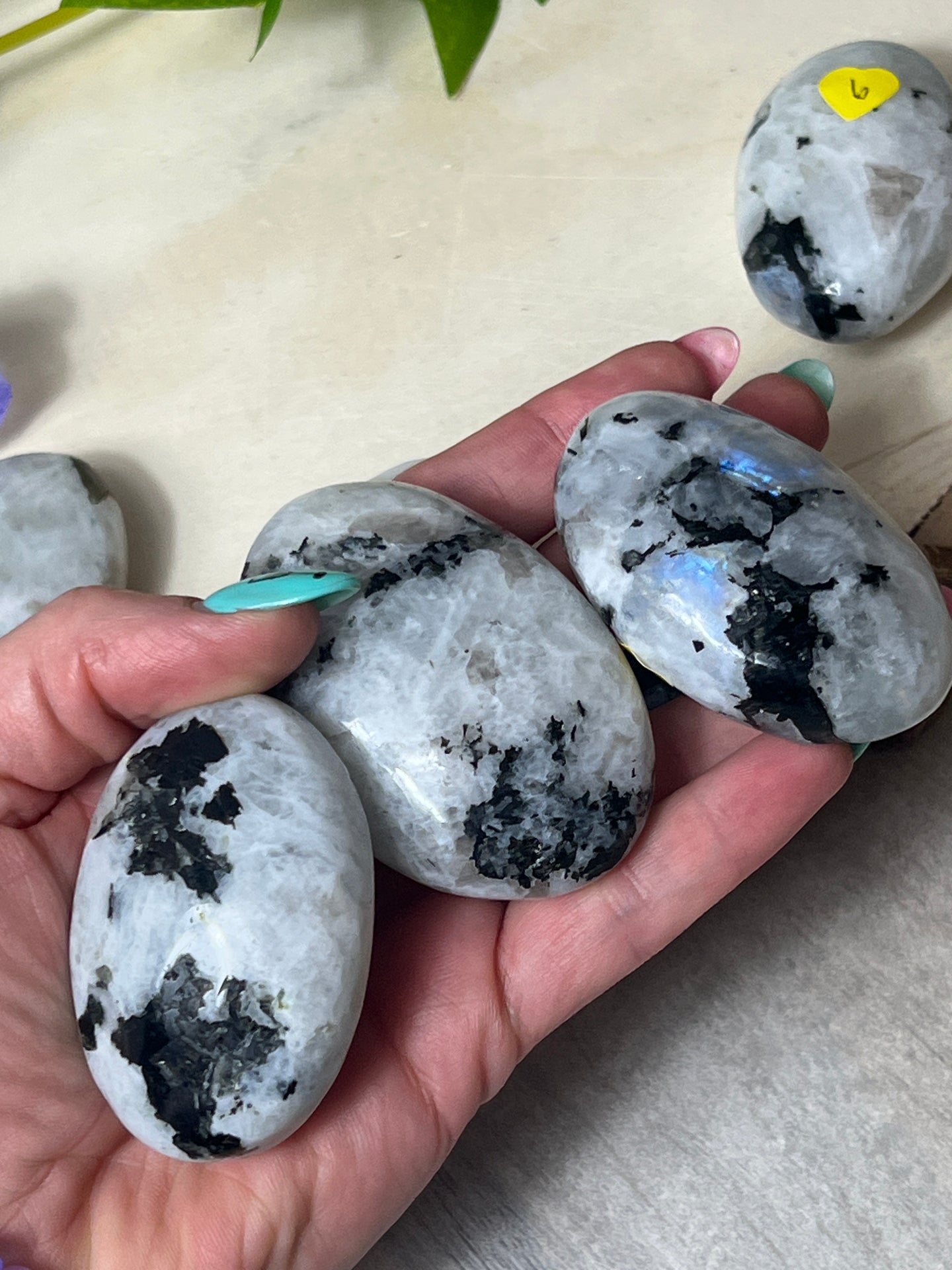 Rainbow Moonstone Palm