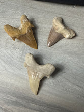 Load image into Gallery viewer, Fossil Tooth
