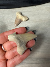 Load image into Gallery viewer, Fossil Tooth
