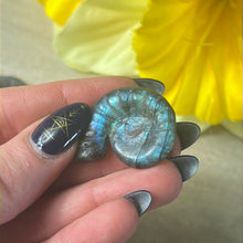 Load image into Gallery viewer, Lab Labradorite Shell
